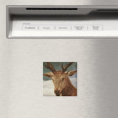 Leiter eines Stags, 1634 Magnet (In Situ (Geschirrspüler))