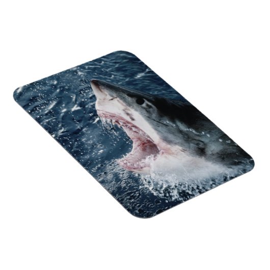Leiter von Great White Shark Magnet (Rechte Seite)