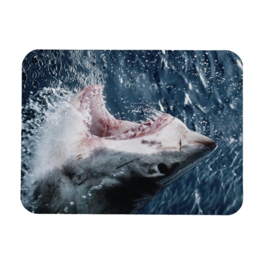 Leiter von Great White Shark Magnet (Horizontal)