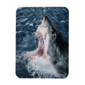 Leiter von Great White Shark Magnet (Vertikal)