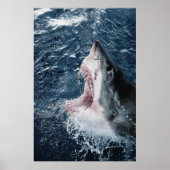 Leiter von Great White Shark Poster (Vorne)