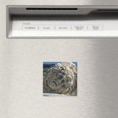 Leiter von Medusa Magnet (In Situ (Geschirrspüler))