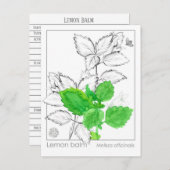 Lemon Balm Materia Medica KräuterFlash Card Postkarte (Vorne/Hinten)