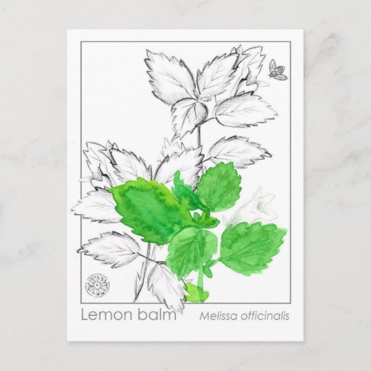 Lemon Balm Materia Medica KräuterFlash Card Postkarte (Vorderseite)