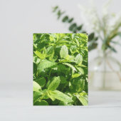 Lemon Balm Pflanze Postkarte (Stehend Vorderseite)