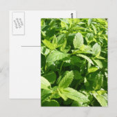 Lemon Balm Pflanze Postkarte (Vorne/Hinten)