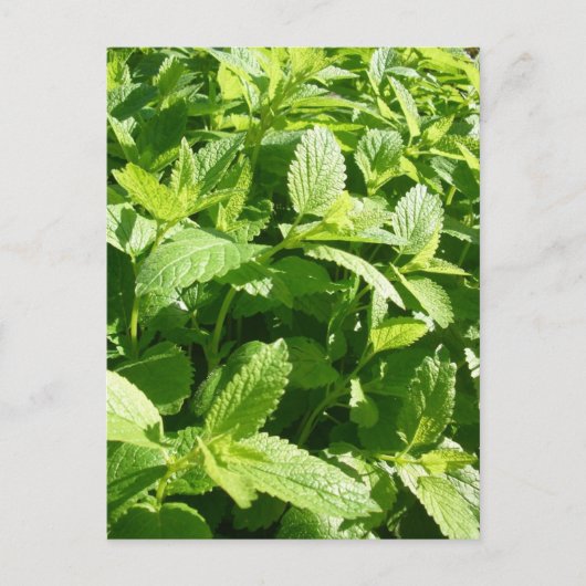 Lemon Balm Pflanze Postkarte (Vorderseite)