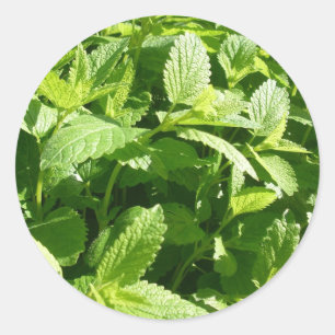 Lemon Balm Pflanze Runder Aufkleber