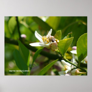 Lemon Blossom Bee (2) Poster