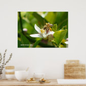 Lemon Blossom Bee (3) Poster (Küche)