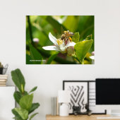 Lemon Blossom Bee (3) Poster (Heimbüro)