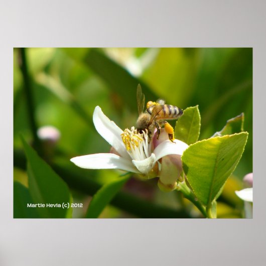 Lemon Blossom Bee (3) Poster (Vorne)