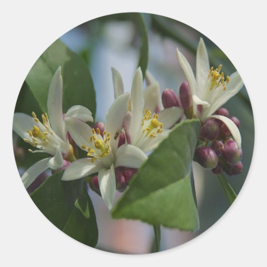 Lemon Blossoms Runder Aufkleber (Vorderseite)
