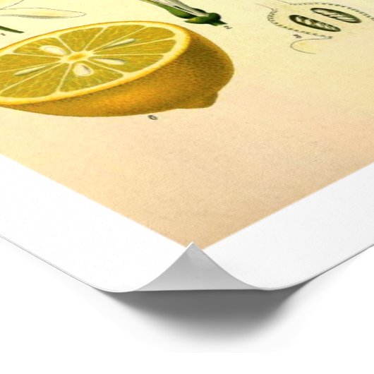 Lemon Botanical Print Poster (Ecke)