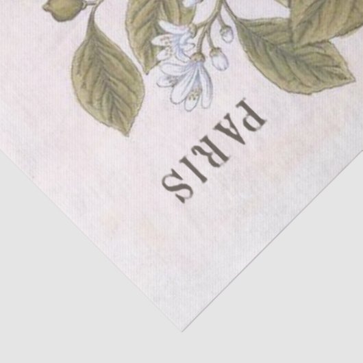 Lemon Botanische Illustration Französisches Script Seidenpapier (Detail)