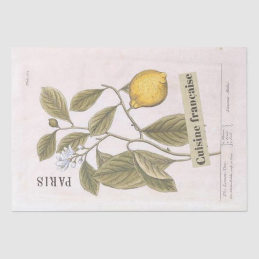 Lemon Botanische Illustration Französisches Script Seidenpapier (Vorderseite)
