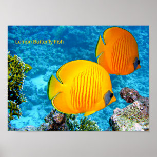 Lemon Butterfly Fisch Poster