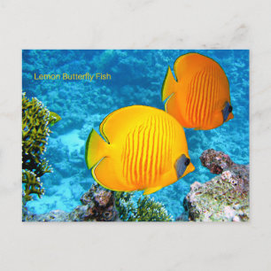 Lemon Butterfly Fisch Postkarte