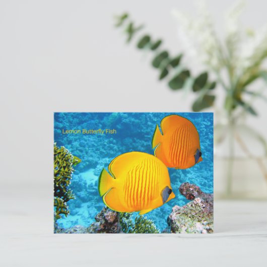 Lemon Butterfly Fisch Postkarte (Stehend Vorderseite)