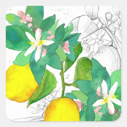 Lemon Citrus Fruit Flowers Botanical Drawing Quadratischer Aufkleber (Vorderseite)