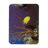 Lemon Damsel Magnet (Vertikal)