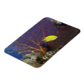 Lemon Damsel Magnet (Linke Seite)