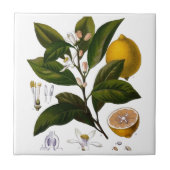 Lemon Fliese (Vorderseite)