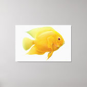 Lemon Gold Severum Cichlid Fisch ummantelt Canvas Leinwanddruck (Vorderseite)