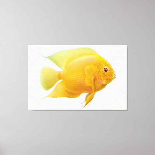 Lemon Gold Severum Cichlid Fisch ummantelt Canvas Leinwanddruck (Vorderseite)