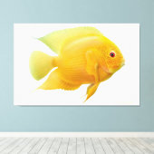 Lemon Gold Severum Cichlid Fisch ummantelt Canvas Leinwanddruck (Insitu (Holzboden))