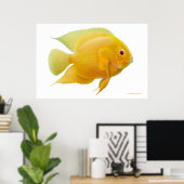 Lemon Gold Severum Cichlid Print Poster (Heimbüro)