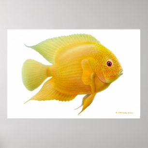 Lemon Gold Severum Cichlid Print Poster