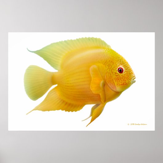 Lemon Gold Severum Cichlid Print Poster (Vorne)