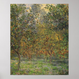 Lemon Grove in Bordighera von Claude Monet Poster