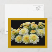 Lemon Meringue Chrysanthemums Postkarte (Vorne/Hinten)