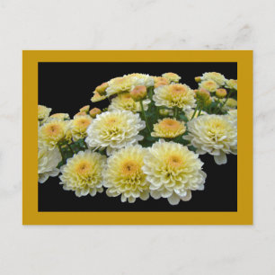Lemon Meringue Chrysanthemums Postkarte