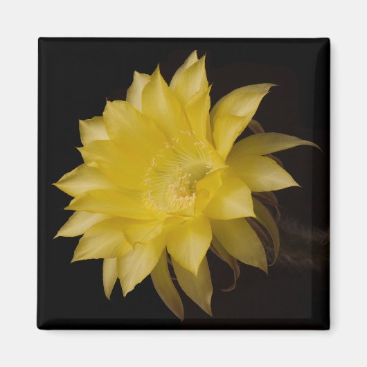 Lemon Pie Cactus Blume Delight Magnet (Vorne)
