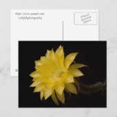 Lemon Pie Cactus Blume Delight Postkarte (Vorne/Hinten)