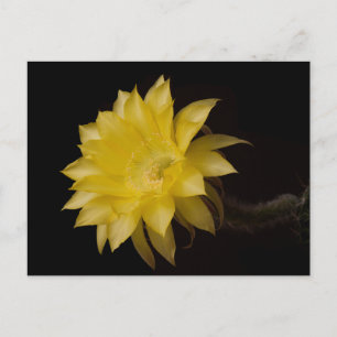 Lemon Pie Cactus Blume Delight Postkarte