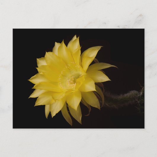 Lemon Pie Cactus Blume Delight Postkarte (Vorderseite)