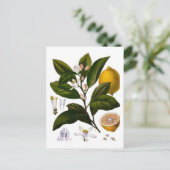 Lemon Postkarte (Stehend Vorderseite)