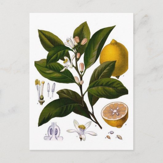 Lemon Postkarte (Vorderseite)