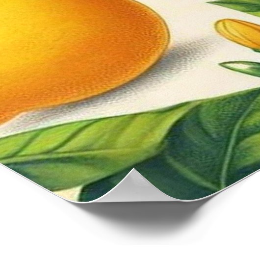 Lemon Print Wall Art Poster (Ecke)