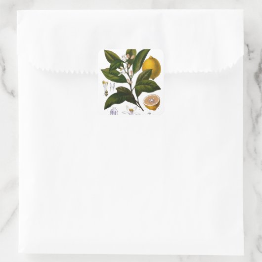 Lemon Quadratischer Aufkleber (Tasche)