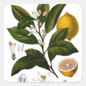 Lemon Quadratischer Aufkleber (Vorderseite)