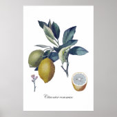 LEMON Studie botanisches Vintage Poster (Vorne)