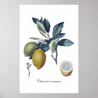 LEMON Studie botanisches Vintage Poster
