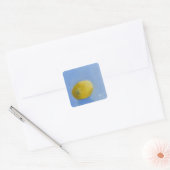 Lemon-Studie Quadratischer Aufkleber (Umschlag)