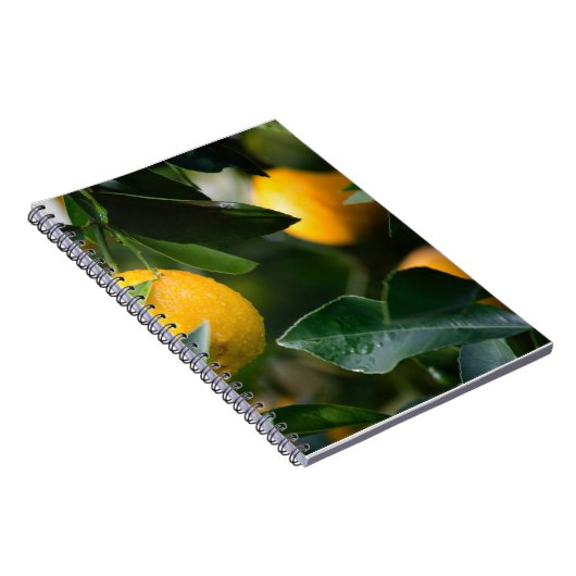 Lemon Tree Fruit Fotografy Notizblock (Rechte Seite)