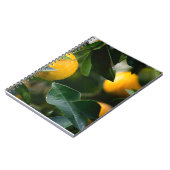 Lemon Tree Fruit Fotografy Notizblock (Linke Seite)